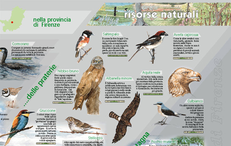 provfi POSTER UCCELLI part4
