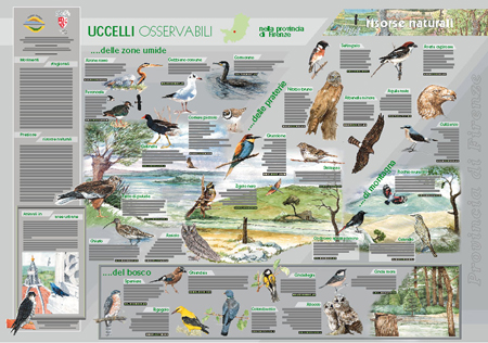 provfi POSTER uccelli 