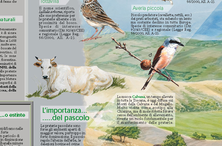 provfi-POSTER-praterie2bis